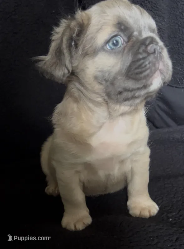 Fat fat , a male French Bulldog for sale in Oklahoma City, OK – Photo 1 of 4