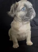 Fat fat , a male French Bulldog for sale in Oklahoma City, OK – Photo 1 of 4