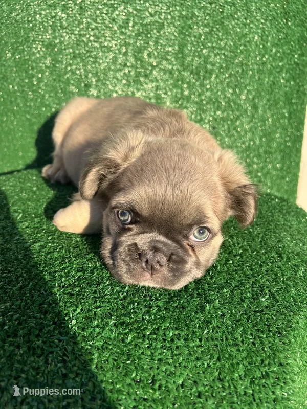 Fat fat  – French Bulldog puppy for sale in Oklahoma City, OK