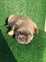 Fat fat fluffy boy, a male French Bulldog for sale in Oklahoma City, OK – 1 of 5