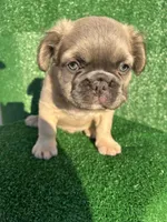 Fat fat fluffy boy, a male French Bulldog for sale in Oklahoma City, OK – 2 of 5