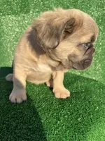 Fat fat fluffy boy, a male French Bulldog for sale in Oklahoma City, OK – 3 of 5