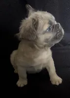 Fat fat , a male French Bulldog for sale in Oklahoma City, OK – Photo 4 of 4