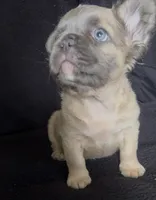 Fat fat , a male French Bulldog for sale in Oklahoma City, OK – Photo 2 of 4