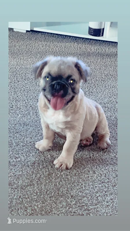 Fat fat  – French Bulldog puppy for sale in Oklahoma City, OK