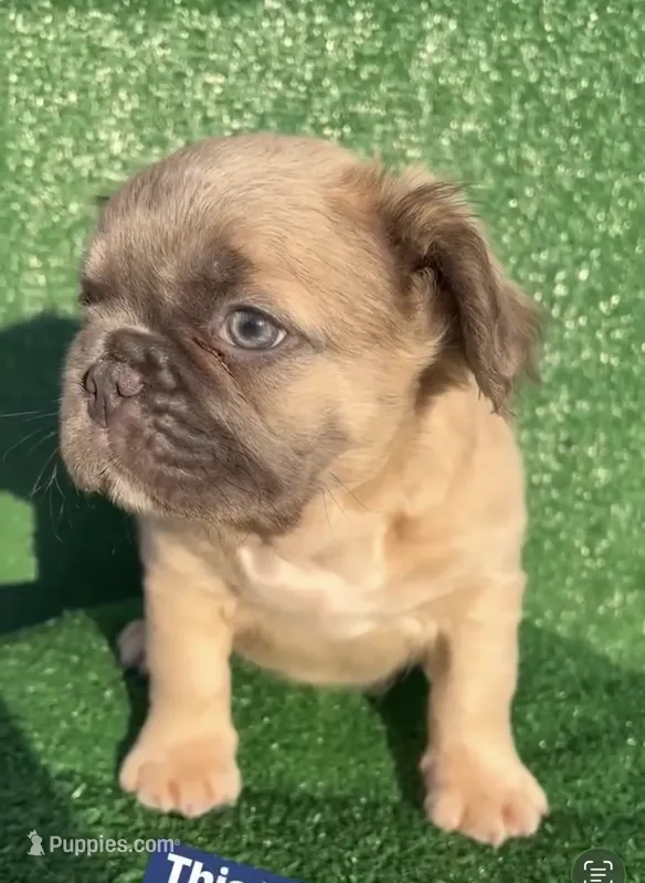 Fat fat  – French Bulldog puppy for sale in Oklahoma City, OK