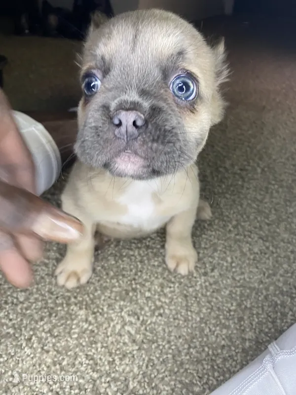 Jada  – French Bulldog puppy for sale in Oklahoma City, OK