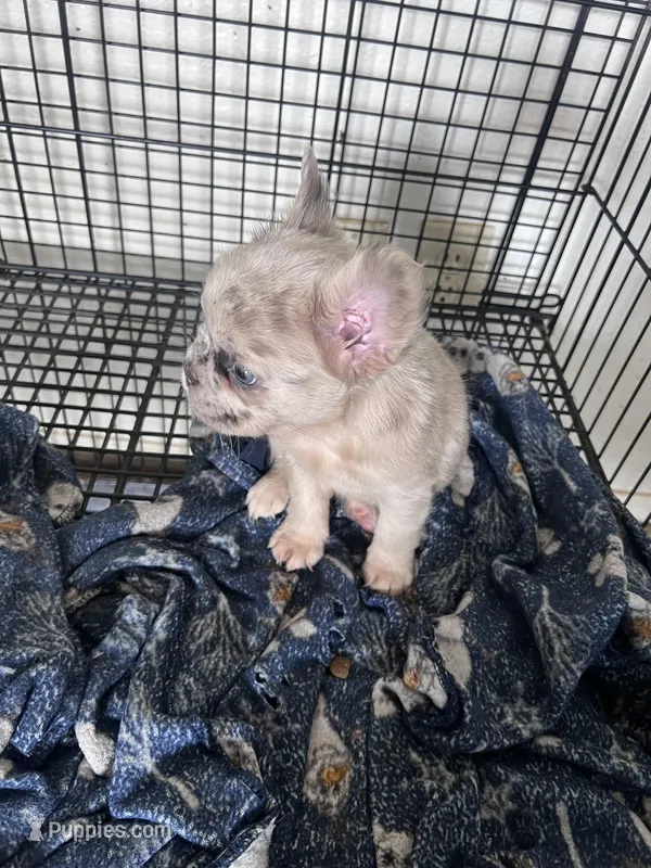 Lady – French Bulldog puppy for sale in Oklahoma City, OK