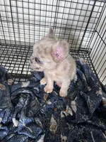 Lady, a female French Bulldog for sale in Oklahoma City, OK – Photo 1 of 5