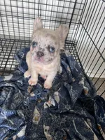 Lady, a female French Bulldog for sale in Oklahoma City, OK – Photo 4 of 5