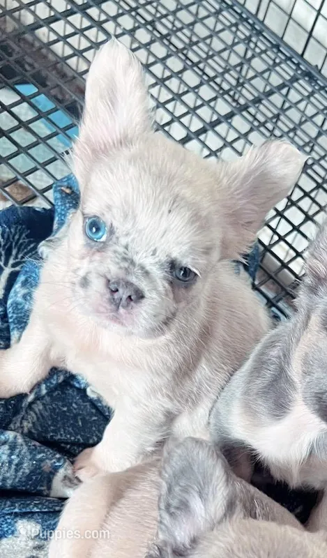 Sha sha – French Bulldog puppy for sale in Oklahoma City, OK