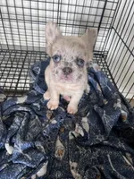 Lady, a female French Bulldog for sale in Oklahoma City, OK – Photo 5 of 5
