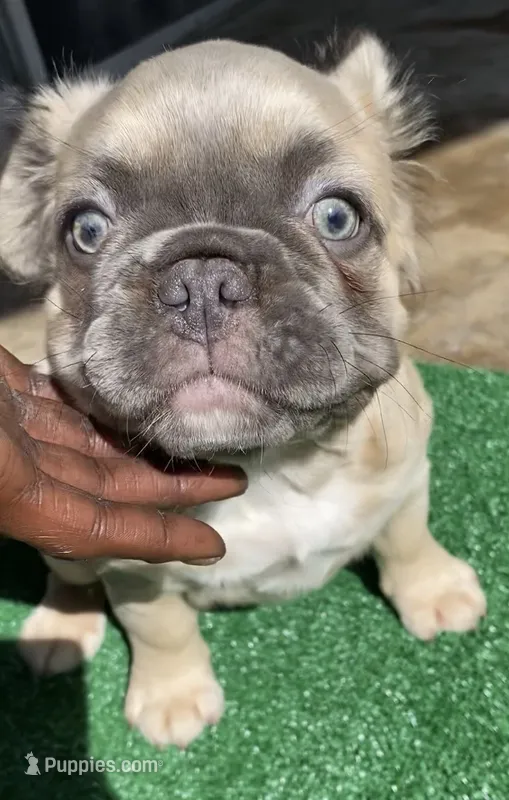 Fat fat  – French Bulldog puppy for sale in Oklahoma City, OK