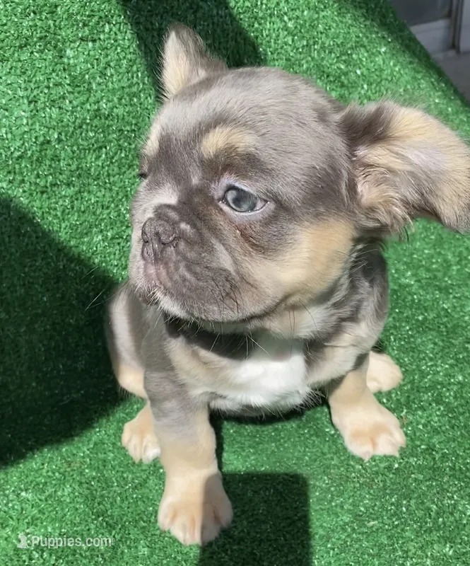 Meme  – French Bulldog puppy for sale in Oklahoma City, OK
