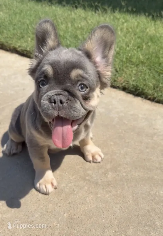 Meme  – French Bulldog, Anatolian Shepherd Dog puppy for sale in Oklahoma City, OK