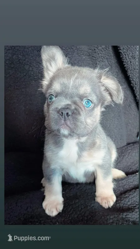 Meme – French Bulldog puppy for sale in Oklahoma City, OK