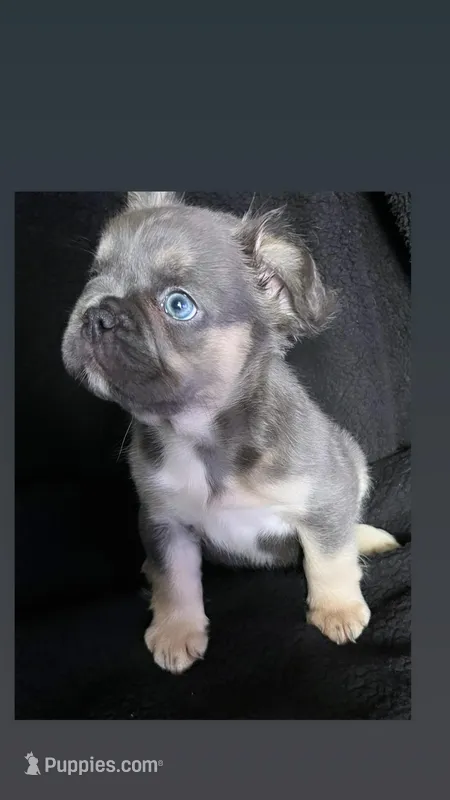 Meme – French Bulldog puppy for sale in Oklahoma City, OK