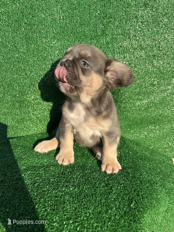 Meme  – French Bulldog puppy for sale in Oklahoma City, OK