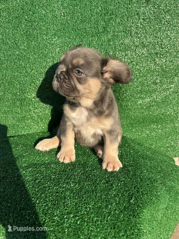 Meme – French Bulldog puppy for sale in Oklahoma City, OK