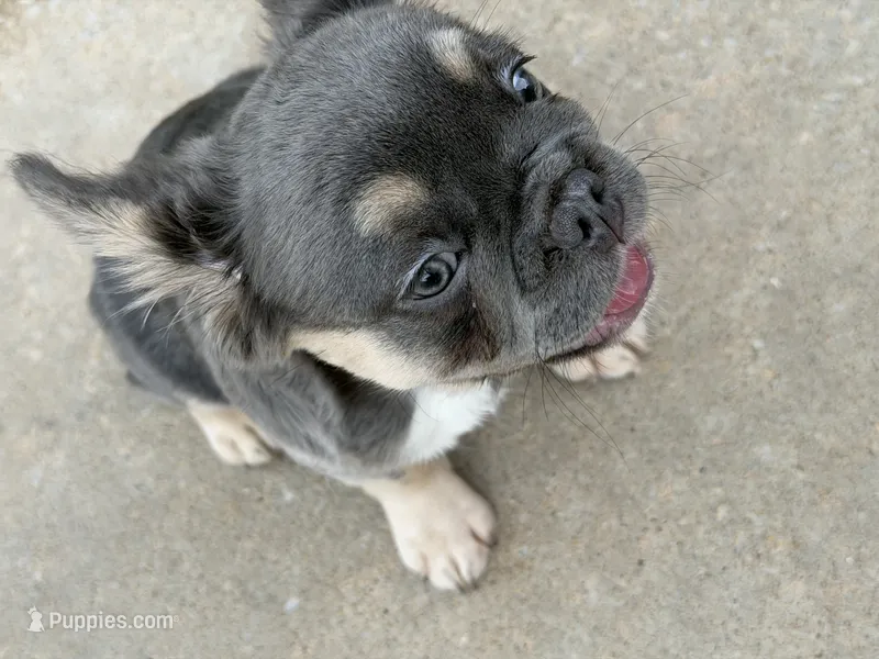 Meme  – French Bulldog, Anatolian Shepherd Dog puppy for sale in Oklahoma City, OK