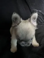 Jada, a female French Bulldog for sale in Oklahoma City, OK – Photo 2 of 4