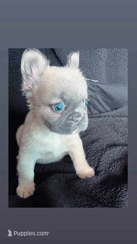 Jada – French Bulldog puppy for sale in Oklahoma City, OK