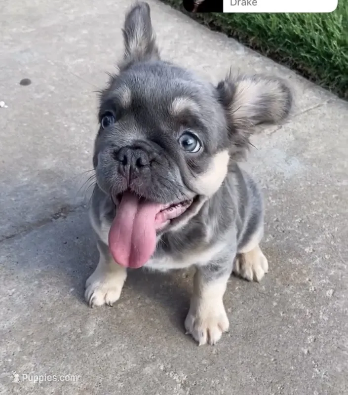 Meme  – French Bulldog puppy for sale in Oklahoma City, OK