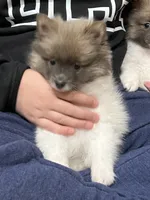 Lulu, a female Pomeranian for sale in Orlando, FL – Photo 2 of 2