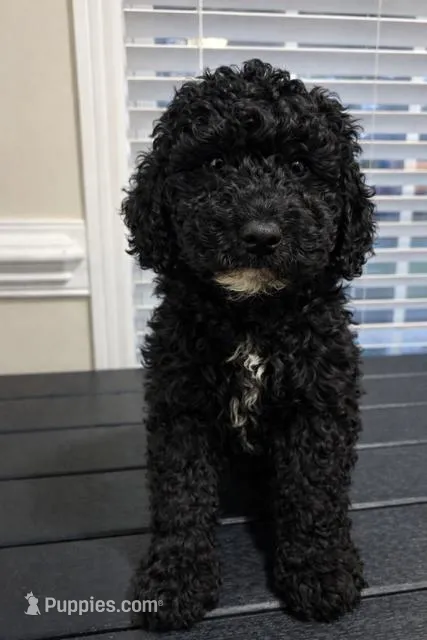 Tiny, a male Miniature Goldendoodle for sale in Orlando, FL – Photo 1 of 1