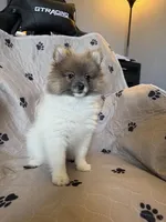 Lulu, a female Pomeranian for sale in Orlando, FL – Photo 3 of 3