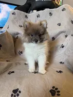 Lulu, a female Pomeranian for sale in Orlando, FL – Photo 1 of 3