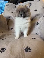 Lulu, a female Pomeranian for sale in Orlando, FL – Photo 2 of 3