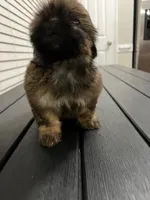 poca, a female Shih Tzu for sale in Orlando, FL – Photo 1 of 4