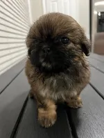 poca, a female Shih Tzu for sale in Orlando, FL – Photo 4 of 4