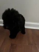 Lulu, a female Miniature Goldendoodle for sale in Orlando, FL – Photo 2 of 2