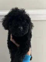 Lulu, a female Miniature Goldendoodle for sale in Orlando, FL – Photo 1 of 2