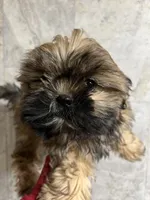 BEAR, a male Shih Tzu for sale in Orlando, FL – Photo 1 of 2