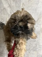 BEAR, a male Shih Tzu for sale in Orlando, FL – Photo 2 of 2