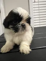 Luci, a female Shih Tzu for sale in Orlando, FL – Photo 2 of 2