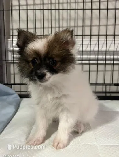 Little – Pomeranian puppy for sale in Raeford, NC