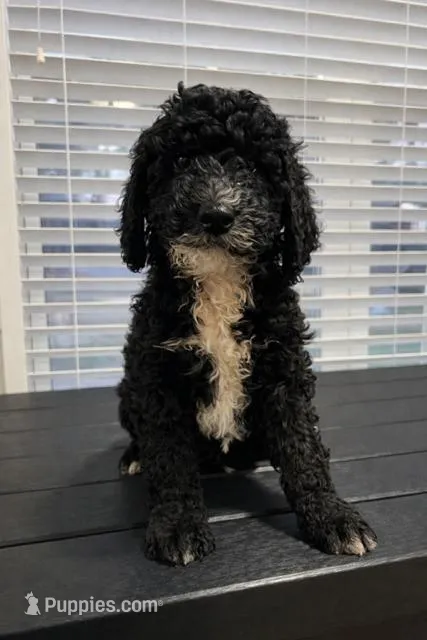 Onix, a male Goldendoodle for sale in Orlando, FL – Photo 1 of 1