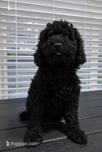 KOKO, a male Miniature Goldendoodle for sale in Orlando, FL – Photo 1 of 1