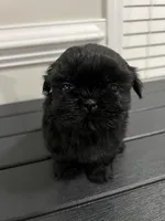 Nino, a male Shih Tzu for sale in Orlando, FL – Photo 2 of 2