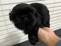 Nino, a male Shih Tzu for sale in Orlando, FL – Photo 1 of 2