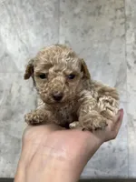 Little, a male Poodle - Toy  for sale in Orlando, FL – Photo 1 of 3