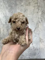 Little, a male Poodle - Toy  for sale in Orlando, FL – Photo 3 of 3