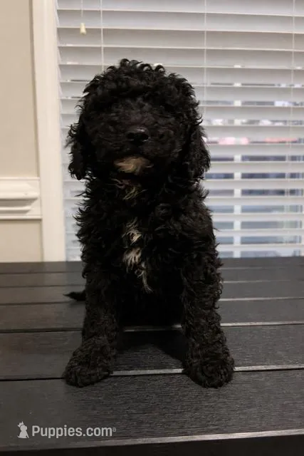 Kilo, a male Goldendoodle for sale in Orlando, FL – Photo 1 of 1