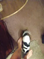 Snoopa , a male Pomchi for sale in Athens, AL – Photo 3 of 3