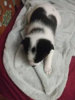 Snoopa , a male Pomchi for sale in Athens, AL – Photo 2 of 3