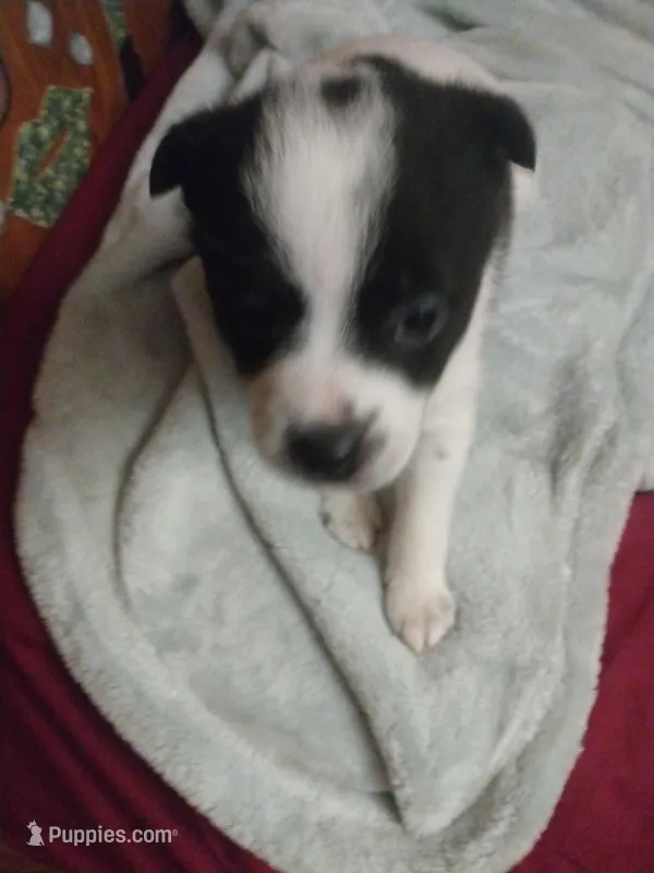 Snoopa  – Pomchi puppy for sale in Athens, AL